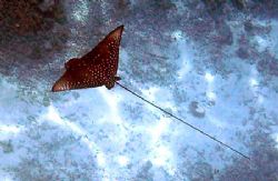 Spotted Eagle Ray from a distance using natural light wit... by Shawn Holm 